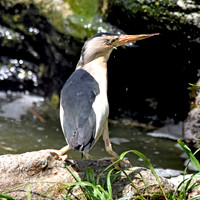 Little bittern
