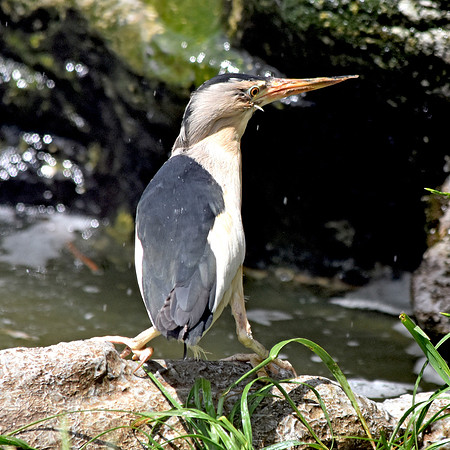 Little bittern