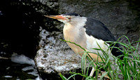 Little bittern