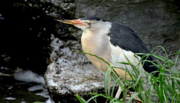 Little bittern