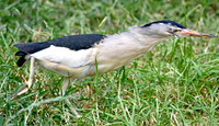 Little bittern
