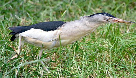 Little bittern