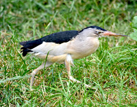 Little bittern