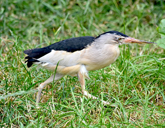 Little bittern
