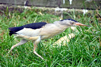 Little bittern