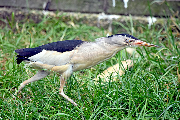 Little bittern