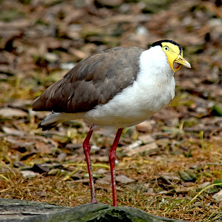 Masked plover / masked lapwing