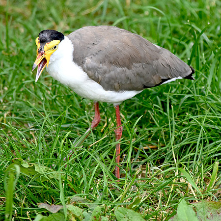 Masked plover / masked lapwing