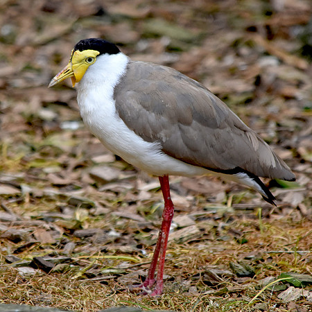 Masked plover / masked lapwing