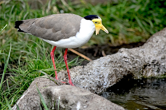 Masked plover / masked lapwing