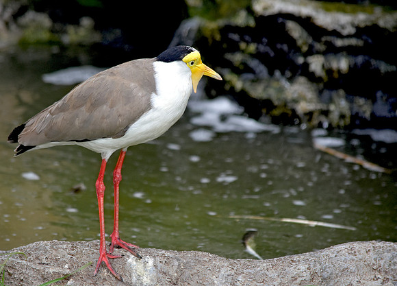 Masked plover / masked lapwing