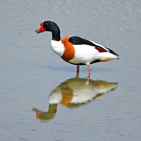 Common shelduck