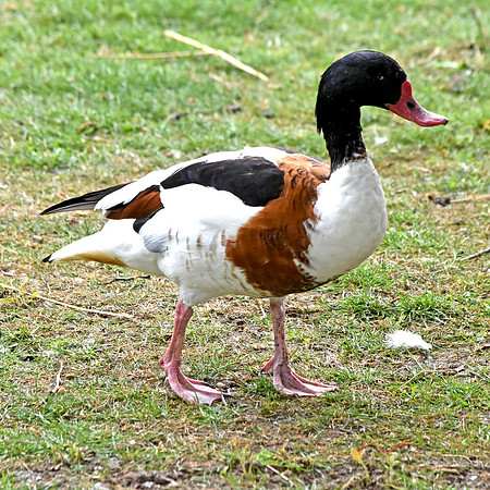 Common shelduck