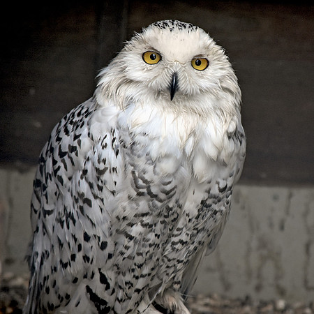 Snowy owl, female