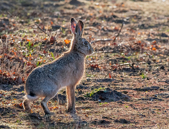 Brown hare