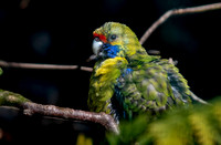 Green / Tasmanian rosella