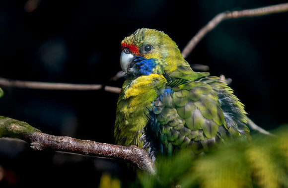 Green / Tasmanian rosella