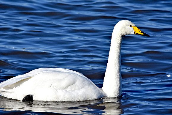 Whooper swan