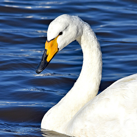Whooper swan