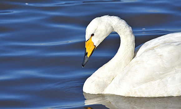 Whooper swan