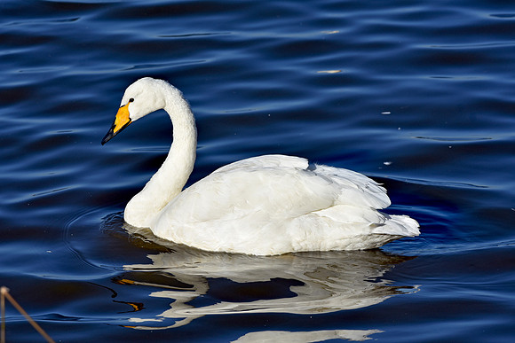 Whooper swan