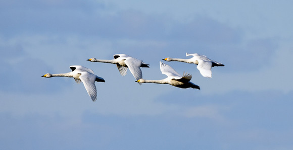 Whooper swan