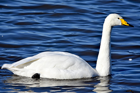 Whooper swan