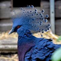 Victoria crowned pigeon