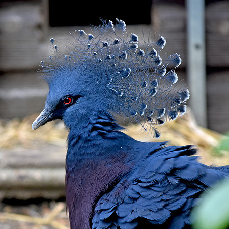 Victoria crowned pigeon