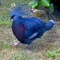 Victoria crowned pigeon