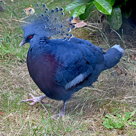 Victoria crowned pigeon