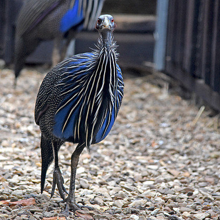 Vulturine guineafowl