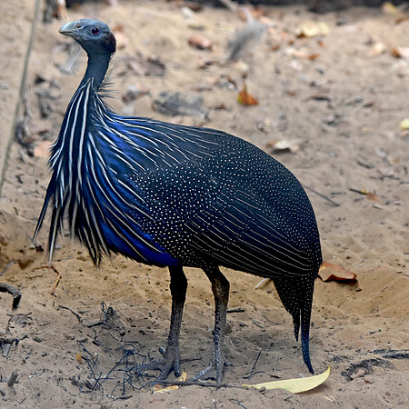 Vulturine guineafowl