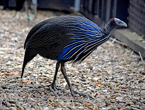 Vulturine guineafowl