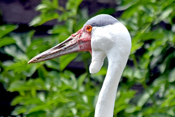 Wattled crane