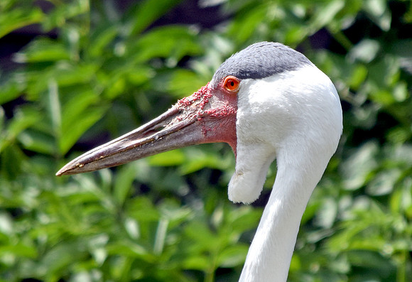 Wattled crane
