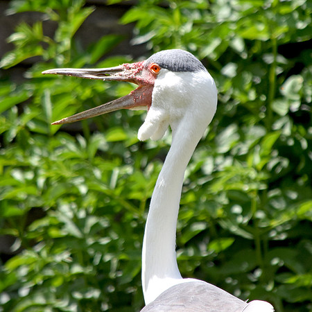 Wattled crane