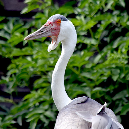 Wattled crane