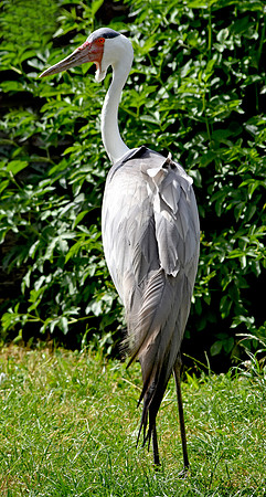Wattled crane