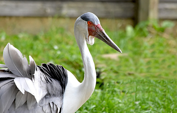 Wattled crane