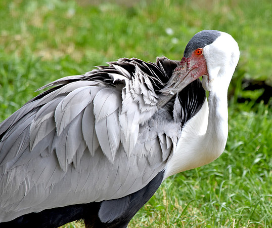 Wattled crane