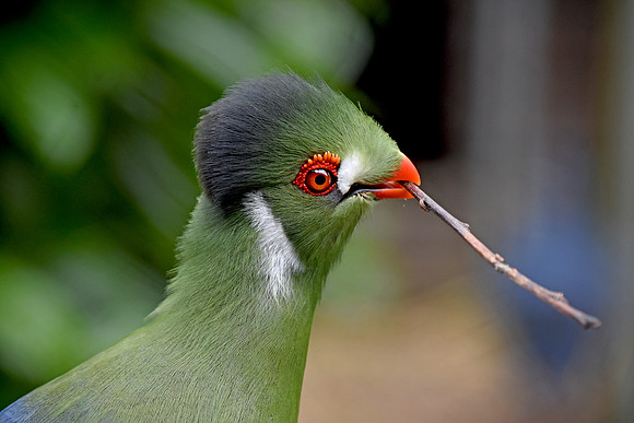 White cheeked turaco