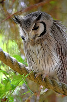 Northern white faced scops owl