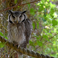 Northern white faced scops owl