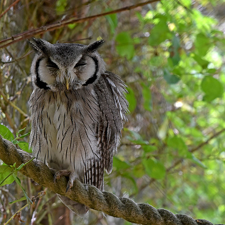 Northern white faced scops owl