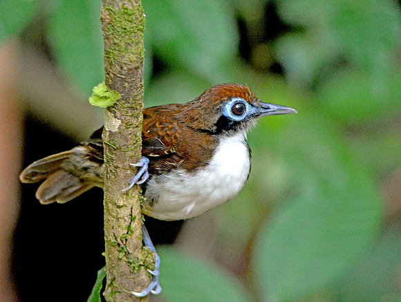 Bicoloured antbird