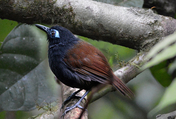 Chestnut backed antbird