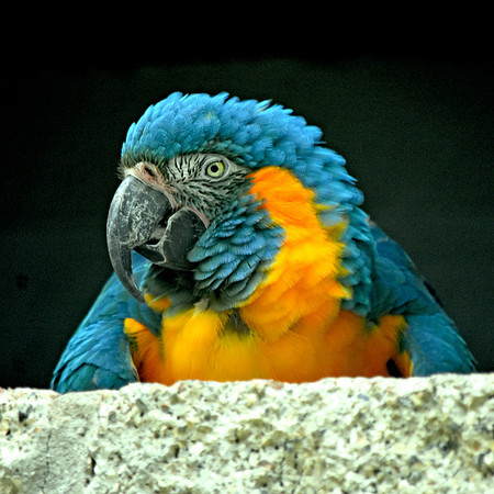 Blue throated macaw