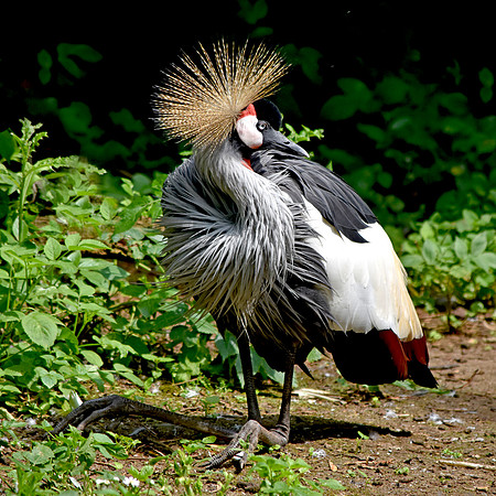 Grey crowned crane