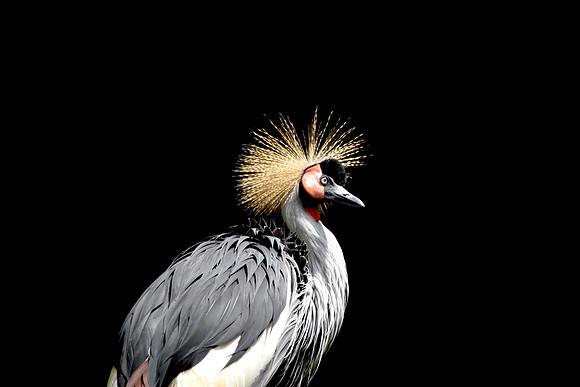 Grey crowned crane